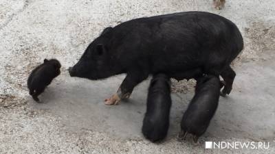Ветеринары Екатеринбурга начали обход свиноферм после обнаружения вируса африканской чумы свиней в Нижнем Тагиле - newdaynews.ru - Екатеринбург