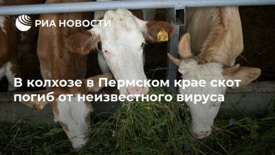 В колхозе в Пермском крае скот погиб от неизвестного вируса - ria.ru - Пермь - Пермский край