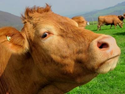 В Прикамье от неизвестного вируса умерли десятки коров - rosbalt.ru - Пермский край