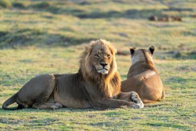В зоопарке Барселоны 4 льва заразились коронавирусом - mk.ru