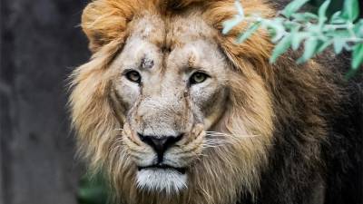 В зоопарке Барселоны четыре льва заболели COVID-19 - iz.ru