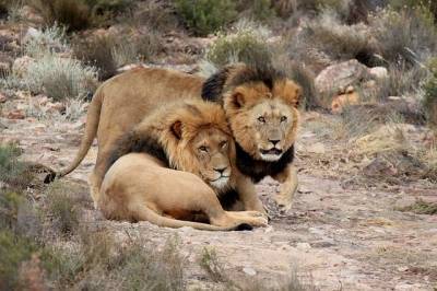 В зоопарке Барселоны коронавирус нашли у четырех львов - Cursorinfo: главные новости Израиля - cursorinfo.co.il - Испания - Израиль - Барселона