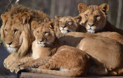 На COVID-19 заболели 4 льва в зоопарке Барселоны: что известно об их состоянии - 24tv.ua - Испания