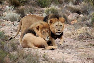 В зоопарке Барселоны коронавирус нашли у четырех львов – Cursorinfo: главные новости Израиля - skuke.net - Испания - Израиль