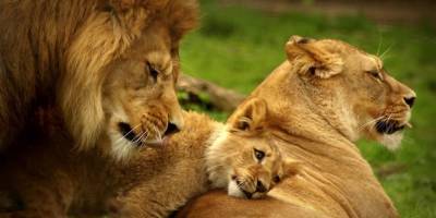 Львы из зоопарка Барселоны заразились коронавирусом - ruposters.ru