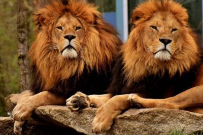 В зоопарке Барселоны в четырех львов подтвердили COVID-19 - zik.ua - Испания - Барселона