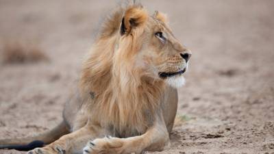 В зоопарке Барселоны четыре льва заразились COVID-19 - mir24.tv - Испания - Мадрид