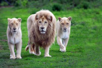 В зоопарке Барселоны специалисты обнаружили коронавирус у львов - newsone.ua
