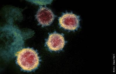 Виталий Зверев - Коронавирус оказался в 30 раз меньше склонен к мутации, чем грипп - interfax.ru - Россия - Москва