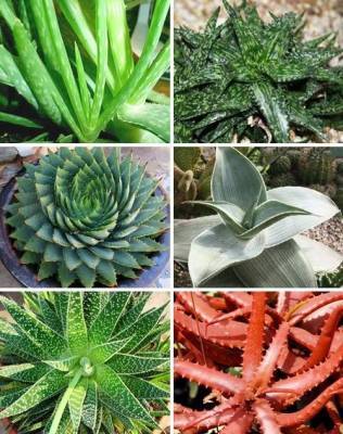 ​Самые полезные растения для экологии дома - polsov.com