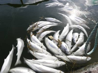 Китай временно остановил импорт норвежского лосося из-за вспышки коронавируса на пекинском рынке - gordonua.com - Китай - Норвегия