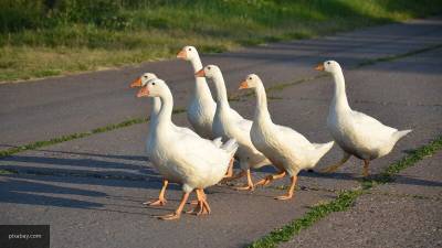 Ученые подтвердили, что гуси и утки не являются переносчиками коронавируса - nation-news.ru