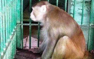 Оставшаяся без алкоголя обезьяна убила человека - korrespondent.net - Индия