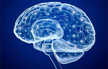 Ученые обнаружили нейронные связи между желудком и мозгом - charter97.org - Россия - Сша