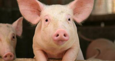 Первая вспышка АЧС обнаружена у домашних свиней на западе Польши - produkt.by - Польша