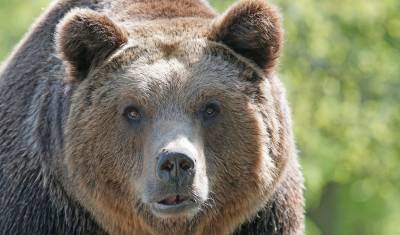 Жители Сочи пожаловались на донимающего их медведя из соседнего леса - newizv.ru - Санкт-Петербург - Сочи