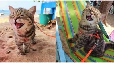 Кота впервые вывели на пляж, а его реакция восхитила соцсети – видео - belta.by