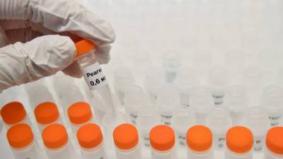 В Приморье стартовало тестирование населения на антитела к COVID-19 - russian.rt.com - Приморье край