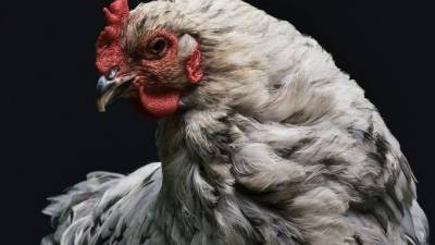 Китай приостановил ввоз американского мяса птицы - piter.tv - Сша - Китай