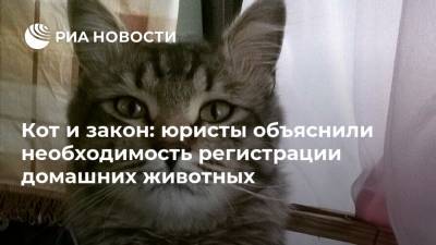 Кот и закон: юристы объяснили необходимость регистрации домашних животных - ria.ru - Россия - Москва