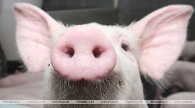 Беларусь ограничивает ввоз свинины из Мьянмы из-за АЧС - belta.by - Белоруссия - Минск - Бирма