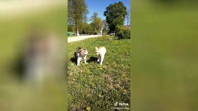 Деревенский «говорящий» кот попал на видео во время разборок - vm.ru