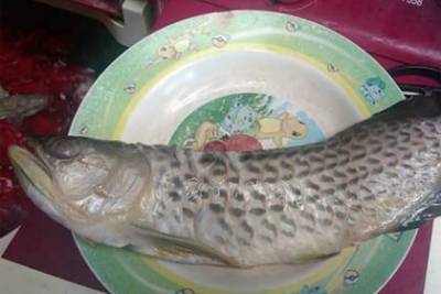 Отец съел дорогую аквариумную рыбку сына и довел его до слез - lenta.ru - Индонезия
