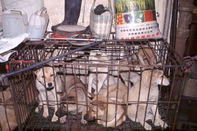 В Китае после запрета считать собак съедобными начался фестиваль собачьего мяса - lenta.ru - Китай