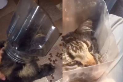 «Я у мамы идиот»: Жадный кот застрял в банке и стал звездой Сети - vm.ru