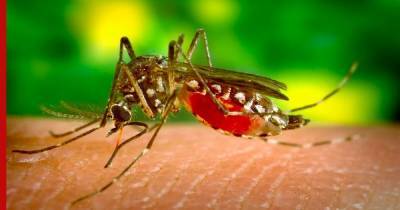 Ученые выяснили, могут ли комары переносить COVID-19 - profile.ru - Италия