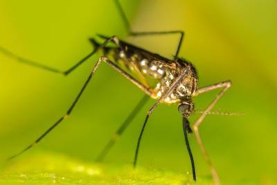 Ученые опровергли миф о передаче коронавируса комарами - vm.ru - Италия