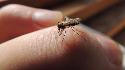 Вильям Гейтс - Ученые развеяли миф о передачи коронавируса через комаров - gazeta.ru - Сша - Италия