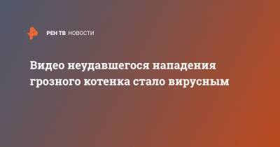 Видео неудавшегося нападения грозного котенка стало вирусным - ren.tv