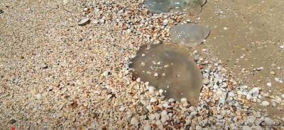 В Кирилловке после шторма на берег выбросило медуз, – видео - inform.zp.ua - городского типа Кирилловка