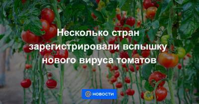 Несколько стран зарегистрировали вспышку нового вируса томатов - news.mail.ru - Россия - Франция - Сша - Испания - Голландия - Израиль