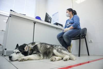 Собак научат выявлять коронавирус у людей на пунктах пограничного контроля - vm.ru - Финляндия