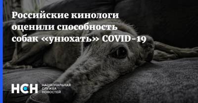 Российские кинологи оценили способность собак «унюхать» COVID-19 - nsn.fm