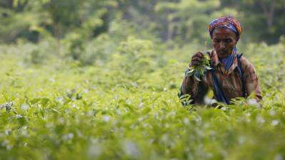 Закипающие цены: как обострение ситуации с COVID-19 в Индии спровоцировало удорожание чая в мире - russian.rt.com - Россия - Индия