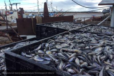 Эксперты рассказали о работе рыболовной отрасли в условиях пандемии COVID-19 - nation-news.ru