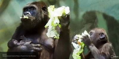 Приматам в зоопарках США начали проводить тесты на коронавирус - nation-news.ru - Сша