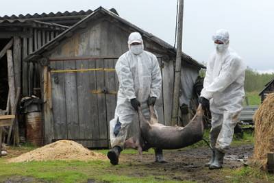 В России зафиксирован вирус африканской чумы свиней - lenta.ru - Россия - Забайкальский край