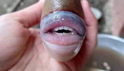 Фото рыбы с человеческими зубами и губами стало вирусным - usa.one - Малайзия