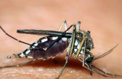 В Сербии обнаружены опасные комары-переносчики вируса Западного Нила - ont.by - Сербия - Белград