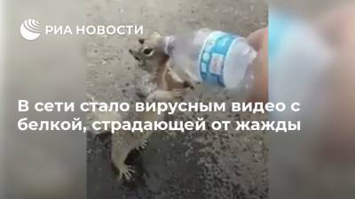 В сети стало вирусным видео с белкой, страдающей от жажды - ria.ru - Москва - Индия