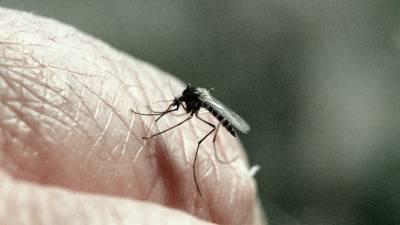 Учёные выяснили, что комары не являются переносчиками коронавируса - russian.rt.com