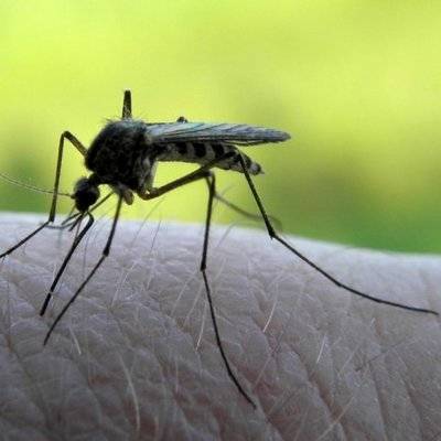 Укусы комаров не могут стать источником заражения человека коронавирусом - radiomayak.ru