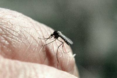 Ученые оценили возможность заражения коронавирусом от комаров - lenta.ru