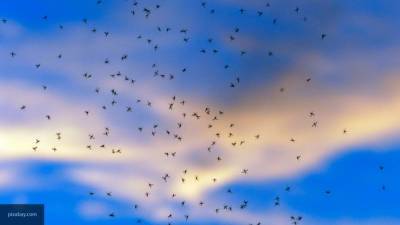 Сергей Нетесов - Ученые доказали, что комары не являются переносчиками коронавируса - inforeactor.ru