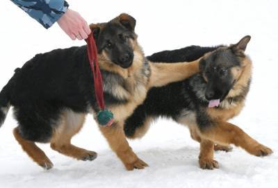 В Австрии начали учить служебных собак искать больных COVID-19 по запаху - govoritmoskva.ru - Австрия