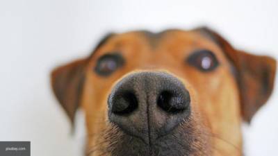 Служебных собак в Австрии тренируют на поиск пациентов с коронавирусом - inforeactor.ru - Австрия